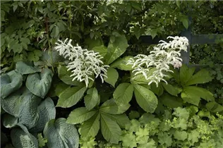  - Rodgersia aesculifolia