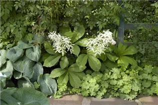  - Rodgersia aesculifolia