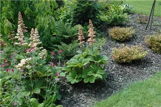  - Rodgersia aesculifolia