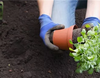 Blaukissen - Einpflanzen im Garten