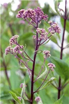  - Rodgersia pinnata
