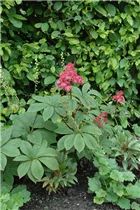  - Rodgersia pinnata