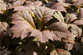  - Rodgersia podophylla 'Rotlaub'