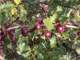  - Ribes x nidigrolaria 'Jochina'