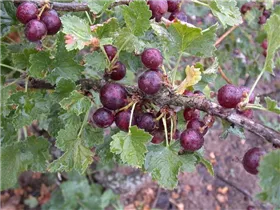  - Ribes x nidigrolaria 'Jochina'