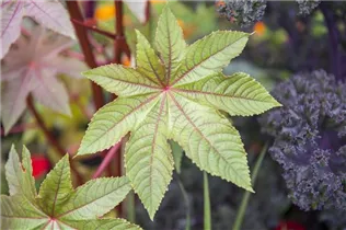  - Ricinus communis