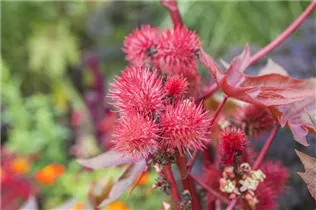  - Ricinus communis