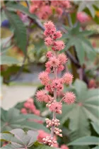  - Ricinus communis
