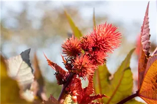  - Ricinus communis