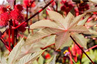  - Ricinus communis