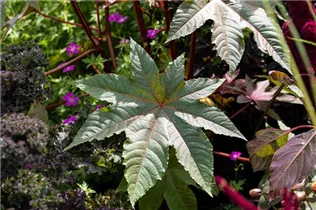  - Ricinus communis 'Impala'