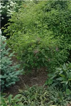  - Robinia hispida