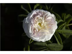  - Rosa alba 'Maiden´s Blush'