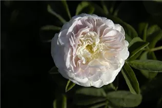 - Rosa alba 'Maiden´s Blush'
