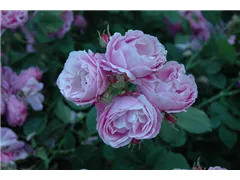 - Rosa borbonica 'Bourbon Queen'  - Rosa borbonica 'Bourbon Queen'