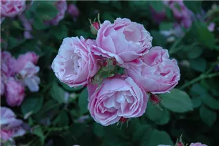 - Rosa borbonica 'Bourbon Queen'  - Rosa borbonica 'Bourbon Queen'