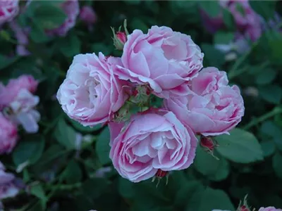 - Rosa borbonica 'Bourbon Queen'  - Rosa borbonica 'Bourbon Queen'