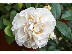 Strauchrose 'Boule de Neige' - Rosa 'Boule de Neige' Strauchrose 'Boule de Neige' - Rosa 'Boule de Neige'