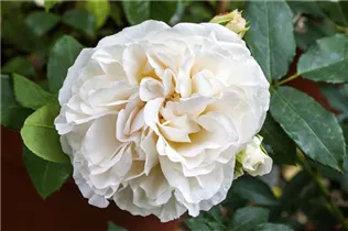 Strauchrose 'Boule de Neige' - Rosa 'Boule de Neige' Strauchrose 'Boule de Neige' - Rosa 'Boule de Neige'