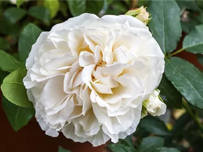 Strauchrose 'Boule de Neige' - Rosa 'Boule de Neige' Strauchrose 'Boule de Neige' - Rosa 'Boule de Neige'
