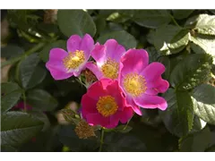 Hundsrose 'Kiese' - Rosa canina 'Kiese' Hundsrose 'Kiese' - Rosa canina 'Kiese'