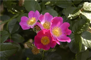 Hundsrose 'Kiese' - Rosa canina 'Kiese' Hundsrose 'Kiese' - Rosa canina 'Kiese'