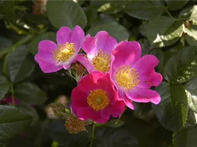 Hundsrose 'Kiese' - Rosa canina 'Kiese' Hundsrose 'Kiese' - Rosa canina 'Kiese'