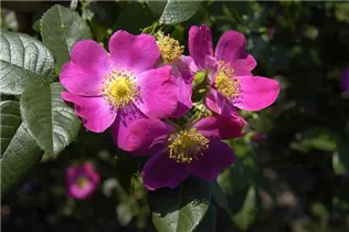 Hundsrose 'Kiese' - Rosa canina 'Kiese' Hundsrose 'Kiese' - Rosa canina 'Kiese'