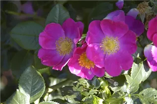 Hundsrose 'Kiese' - Rosa canina 'Kiese' Hundsrose 'Kiese' - Rosa canina 'Kiese'