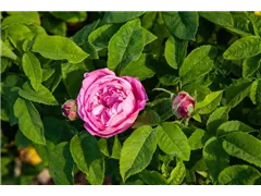 - Rosa 'Comte de Mortemart'  - Rosa 'Comte de Mortemart'