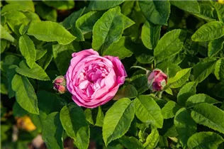 - Rosa 'Comte de Mortemart'  - Rosa 'Comte de Mortemart'