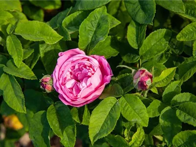  - Rosa 'Comte de Mortemart'