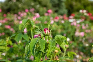 - Rosa 'Comte de Mortemart'  - Rosa 'Comte de Mortemart'
