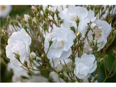 Kletterrose 'Bobby James' - Rosa 'Bobby James' Kletterrose 'Bobby James' - Rosa 'Bobby James'