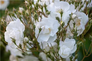 Kletterrose 'Bobby James' - Rosa 'Bobby James' Kletterrose 'Bobby James' - Rosa 'Bobby James'