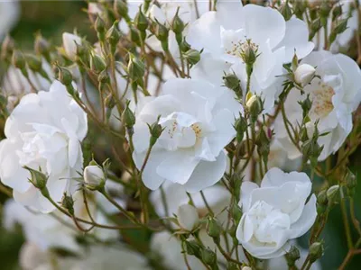 Kletterrose 'Bobby James' - Rosa 'Bobby James' Kletterrose 'Bobby James' - Rosa 'Bobby James'