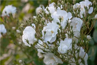 Kletterrose 'Bobby James' - Rosa 'Bobby James' Kletterrose 'Bobby James' - Rosa 'Bobby James'