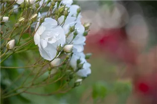 Kletterrose 'Bobby James' - Rosa 'Bobby James' Kletterrose 'Bobby James' - Rosa 'Bobby James'