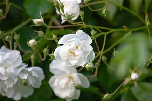Kletterrose 'Bobby James' - Rosa 'Bobby James' Kletterrose 'Bobby James' - Rosa 'Bobby James'