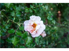 Kletterrose 'Coral Creeper' - Rosa 'Coral Creeper' Kletterrose 'Coral Creeper' - Rosa 'Coral Creeper'