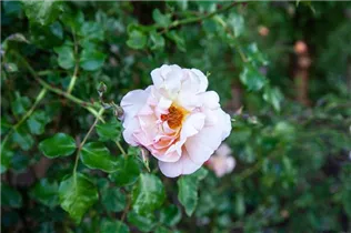 Kletterrose 'Coral Creeper' - Rosa 'Coral Creeper' Kletterrose 'Coral Creeper' - Rosa 'Coral Creeper'