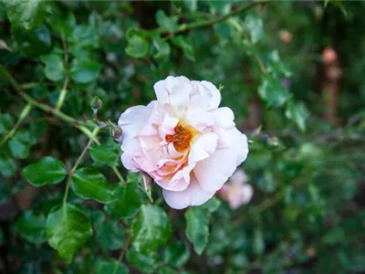 Kletterrose 'Coral Creeper' - Rosa 'Coral Creeper'
