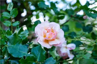 Kletterrose 'Coral Creeper' - Rosa 'Coral Creeper' Kletterrose 'Coral Creeper' - Rosa 'Coral Creeper'