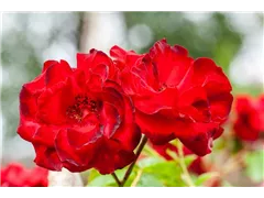 Kletterrose 'Corolle' - Rosa 'Corolle' Kletterrose 'Corolle' - Rosa 'Corolle'