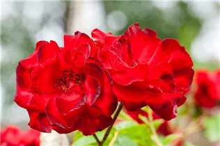 Kletterrose 'Corolle' - Rosa 'Corolle' Kletterrose 'Corolle' - Rosa 'Corolle'