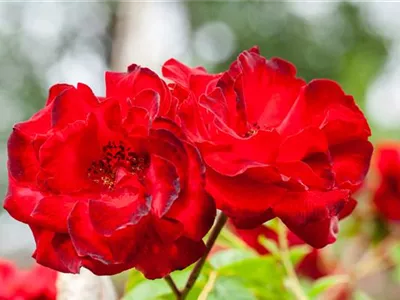 Kletterrose 'Corolle' - Rosa 'Corolle'