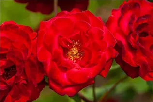 Kletterrose 'Corolle' - Rosa 'Corolle' Kletterrose 'Corolle' - Rosa 'Corolle'