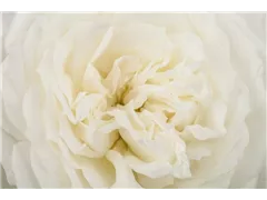 Bodendeckerrose 'Crystal Fairy' - Rosa 'Crystal Fairy' Bodendeckerrose 'Crystal Fairy' - Rosa 'Crystal Fairy'