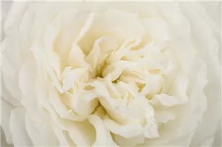 Bodendeckerrose 'Crystal Fairy' - Rosa 'Crystal Fairy' Bodendeckerrose 'Crystal Fairy' - Rosa 'Crystal Fairy'