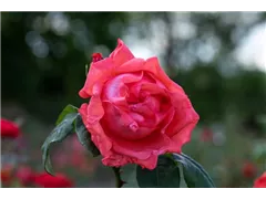 Strauchrose 'Delbard' - Rosa 'Delbard' Strauchrose 'Delbard' - Rosa 'Delbard'